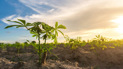 A Nebraska-led research project has shown promise in using biofortified cassava roots as a way to battle vitamin deficiencies in sub-Saharan Africa.