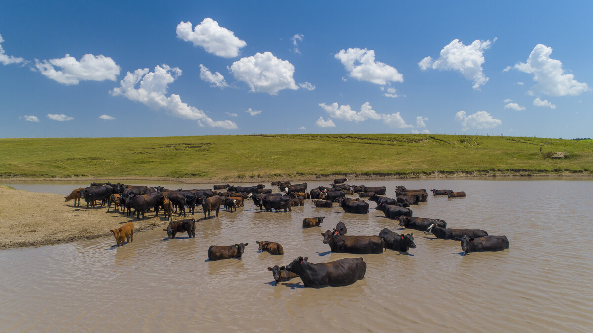 Cattle take a dip in a pond south of Gothenburg, Nebraska