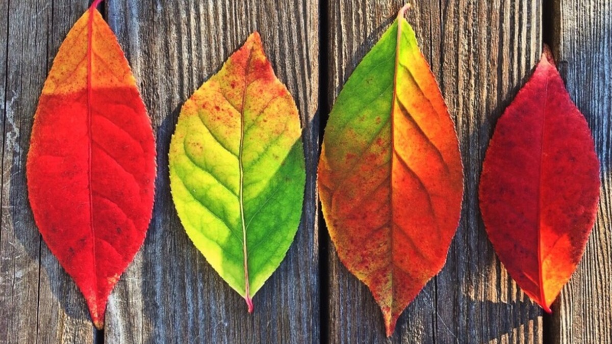 It's fall! Come celebrate with us at The Lutheran Center!