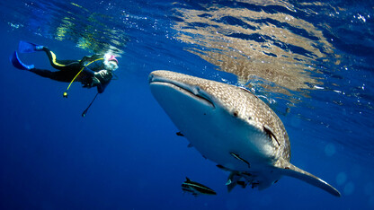 Human divers have little difficulty keeping up with gentle whale sharks during an occasional encounter. However, millions of years of evolution have shaped sharks and dolphins into ideal forms for moving quickly through water. Humans present a hybrid form that — while slower in the water — offers a versatility to move from water to land.