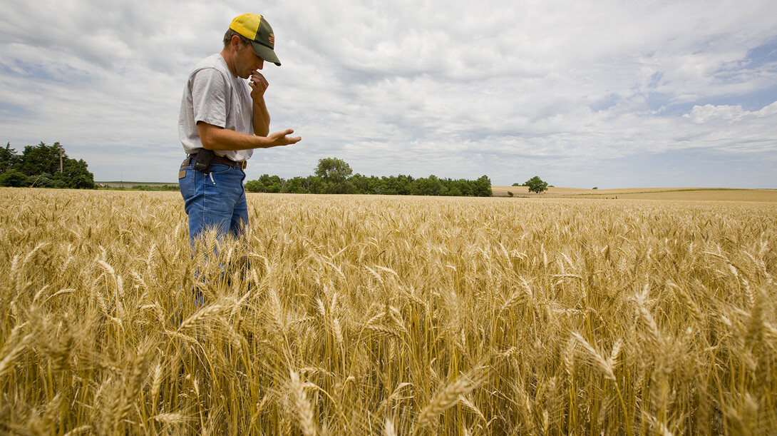 The latest long-term economic forecast generated by UNL's Bureau of Business Research predicts that farm income in Nebraska will drop nearly 45 percent in 2015.