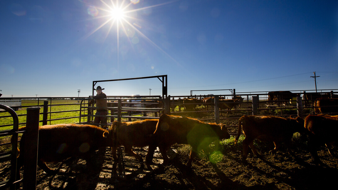 Calves are separated from the herd at the university's Agricultural Research and Development Center near Mead in 2014. A new study by UNL researchers shows that Nebraska's "livestock friendly" designation for counties has been beneficial.