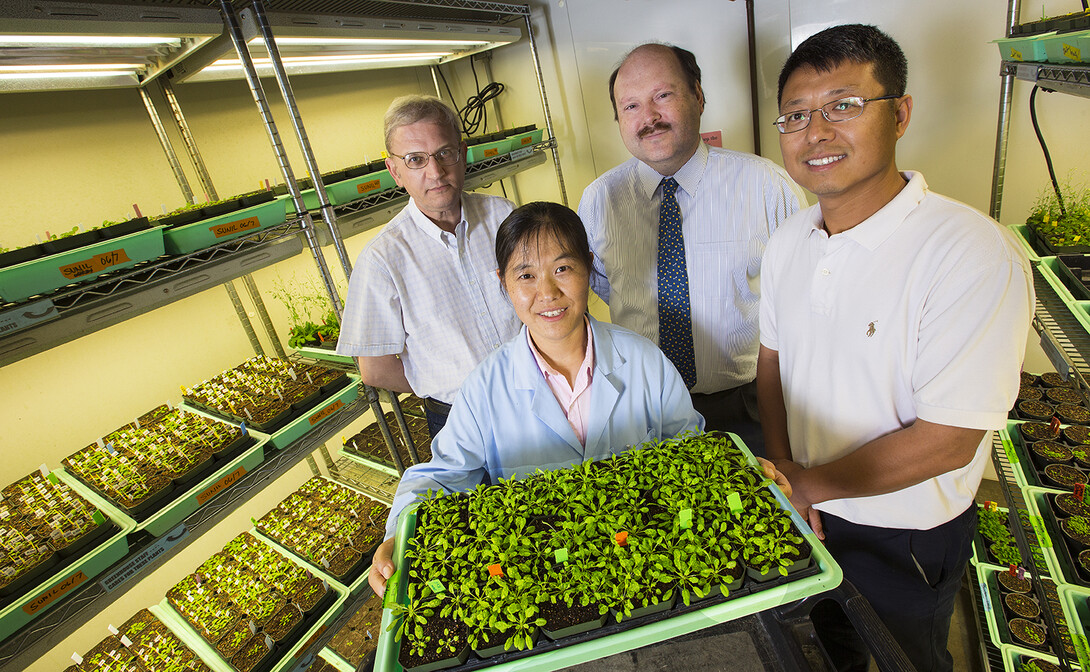 Heriberto Cerutti, Zhen Wang, Jean-Jack Riethoven and Chi Zhang. Wang is holding a tray of the plant species (Arabidopsis thaliana) studied by the researchers.