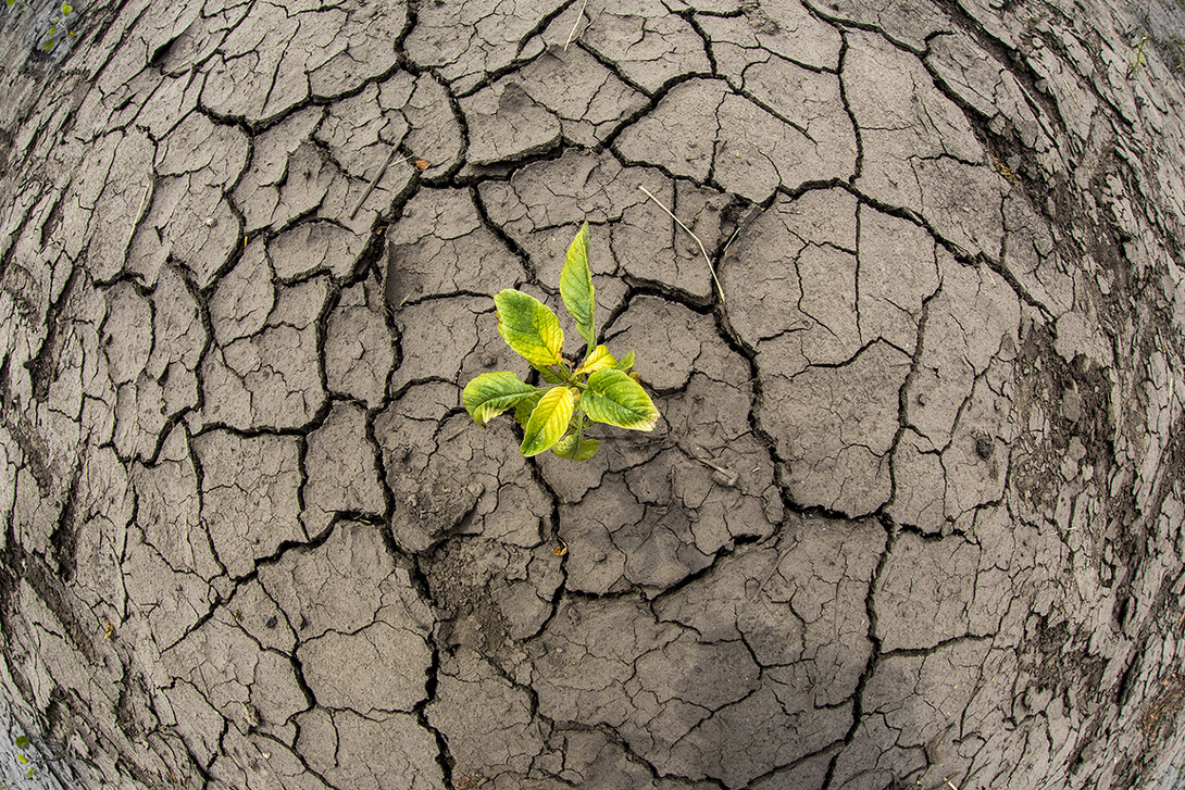 A soybean plant grows in a dry ground in Landcaster County, NE. 