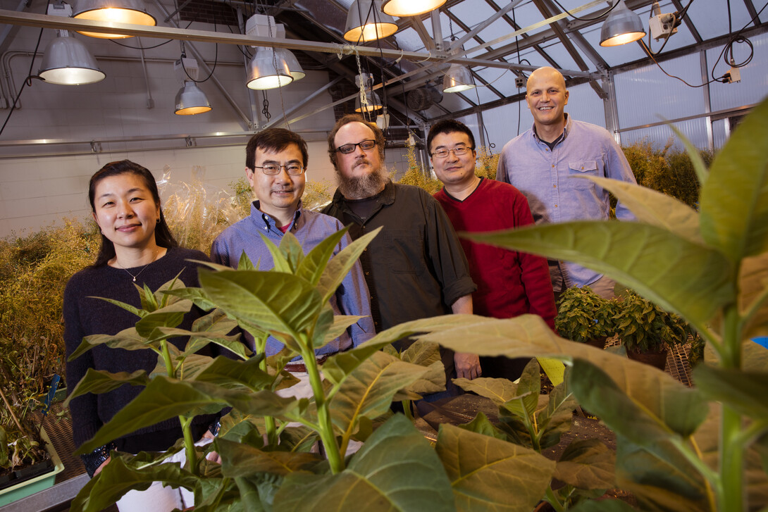 UNL researchers have identified a target of disease-causing plant pathogens. From left, Panya Kim, Ming Guo, Christian Elowsky, Guangdong Li and Jim Alfano. 