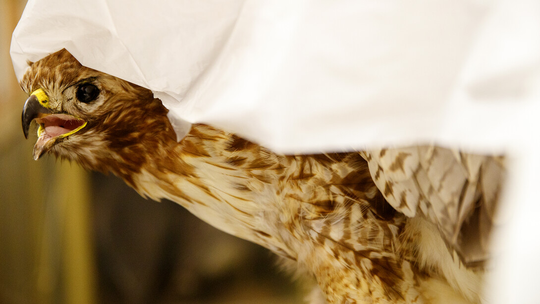 A preserved hawk peaks out from under a sheet protecting the bird from dust. The specimen is one of many species preserved by the School of Natural Resources.