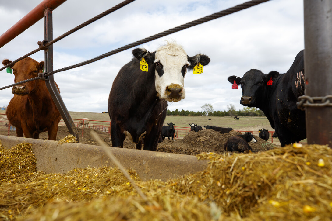 feedlot cattle