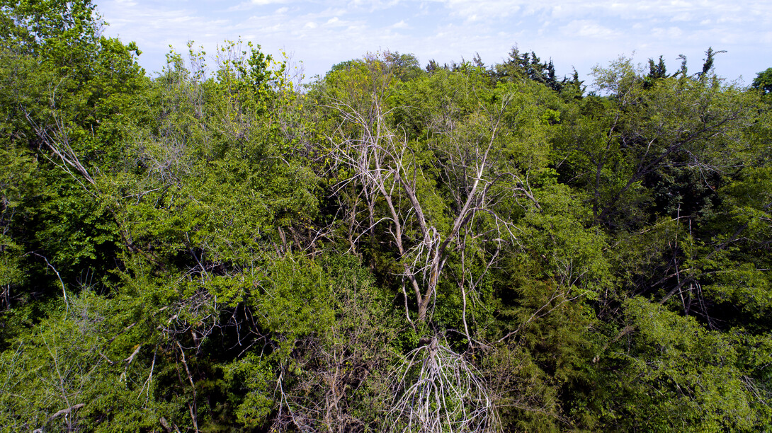 forest-like shelterbelt 