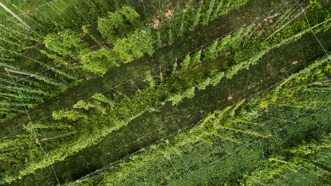 Aerial view of hops growing on the University of Nebraska–Lincoln's East Campus.