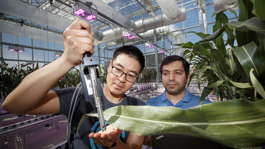 Researchers and students of James Schnable, assistant professor of agronomy and horticulture, take measurements of the growth and health of plants in the Greenhouse Innovation Center at Nebraska Innovation Campus. Schnable is part of a $3.9 million NSF-funded project that aims to develop crops that more efficiently use fertilizer.