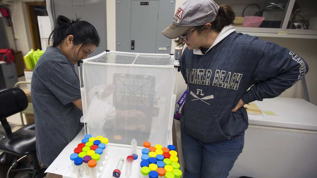 Judy Wu-Smart (left), assistant professor of entomology and leader of the Bee Lab, sorts bumblebees for a research project as a student looks on.