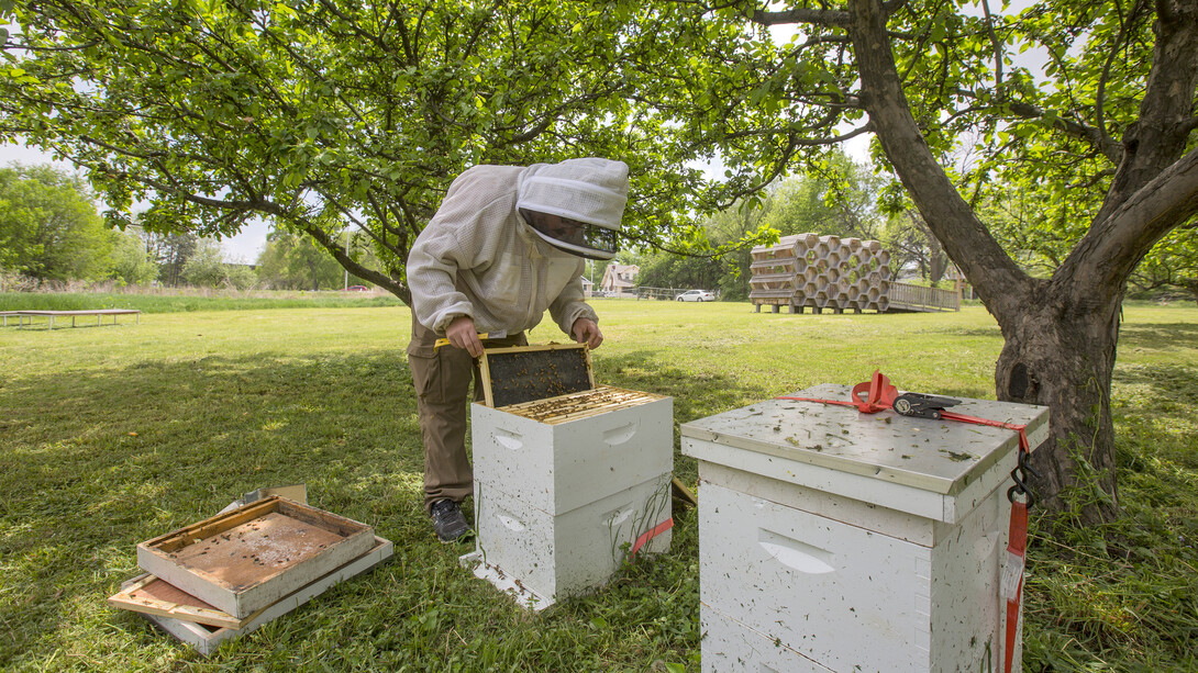 Dustin Scholl, apiary manager, searches for the queen in a hive on East Campus. This season, the university's Bee Lab will distribute and monitor more than 200 hives to locations across Nebraska.