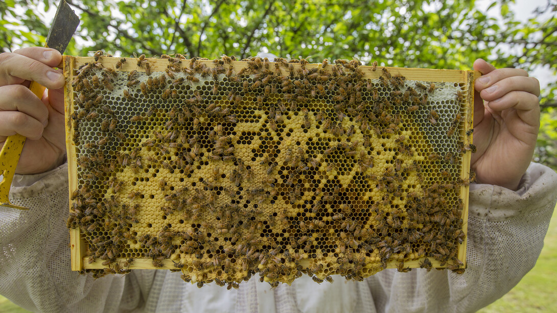 Dustin Scholl examines a honeycomb frame from a hive on East Campus. Last season, 40 university hives produced about 1,500 pounds of honey.