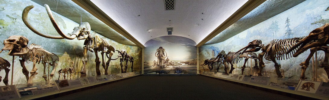 The centerpiece of the NU State Museum is Elephant Hall, which showcases the evolution of elephants.