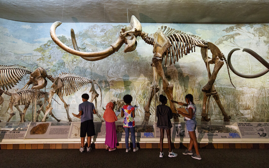 The original Archie the mammoth, on display in the NU State Museum's Elephant Hall, was discovered by chickens pecking away at a hill in 1921.