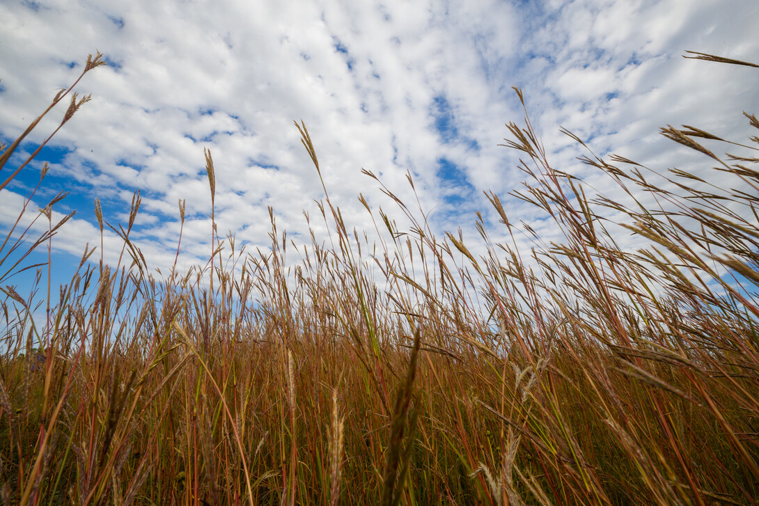 Nine-Mile Prairie | Craig Chandler, University Communications