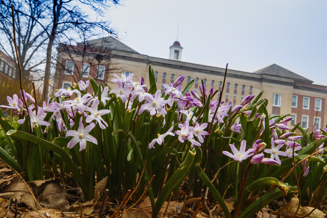 Campus Love Library Flowers