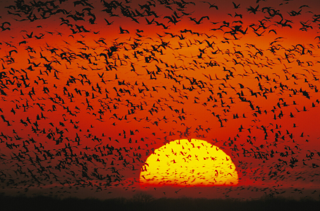 Sandhill cranes in flight at sunset