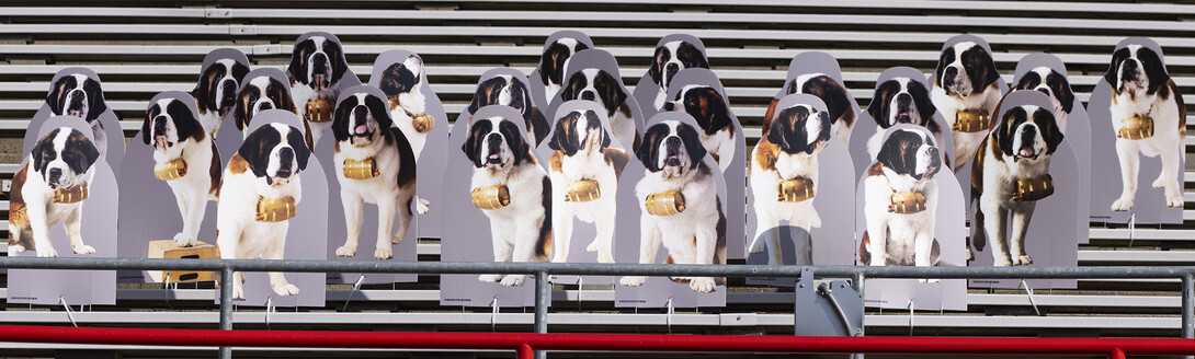 A pack of 25 Saint Bernards stand ready for a stadium rescue as they howl for the Huskers. The dogs were purchased by Applied Underwriters, an Omaha company, as a way to connect their employees who are mostly working at home due to the global pandemic.