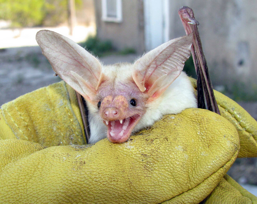Morrill Hall's Sunday with a Scientist program on Oct. 20 will feature bat research by UNL's Patricia Freeman. Pictured above is a pallid bat (Antrozous pallidus), which has exceptional maneuverability and eats items on the ground.