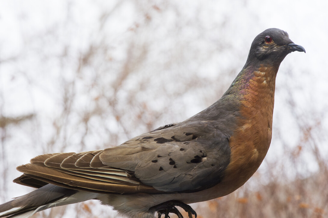 Passenger pigeon specimen