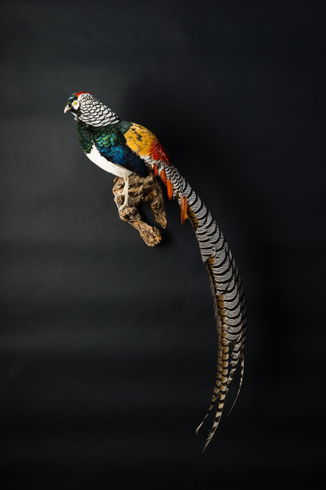 The "Game Birds of the World" exhibit will include more than 160 birds on display, including this Lady Amherst's pheasant. The exhibit is open 1 to 4 p.m. Sept. 20 in Hardin Hall.