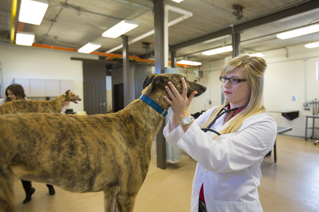 Students McKenzie Steger (right) and Jackie Swanger examine greyhounds in April 2013. Veterinary students will be on hand during Sunday with a Scientist Nov. 15 at Morrill Hall. (Craig Chandler/University Communications) 