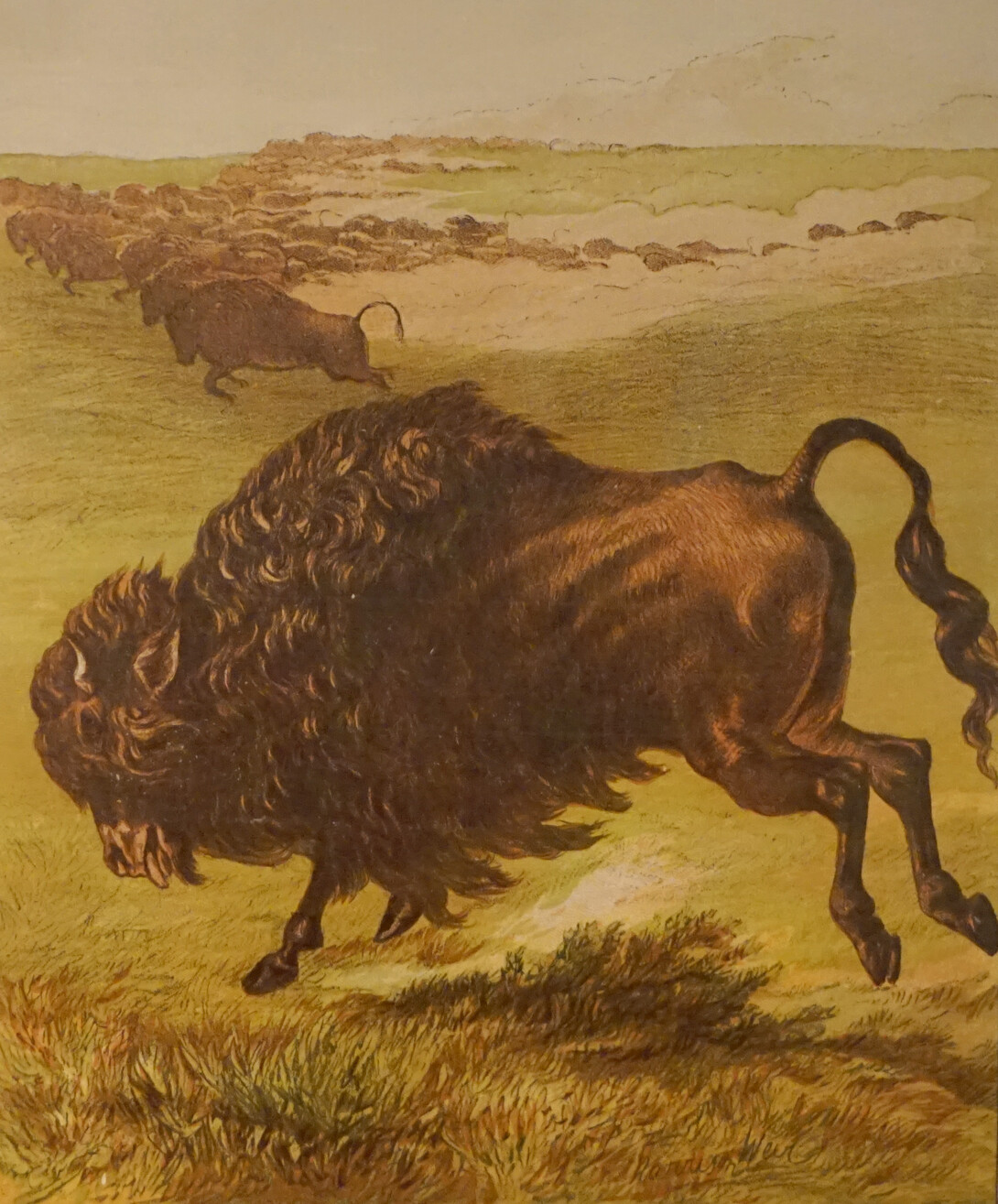 "Bison Herd" by Harrison Weir, 1881