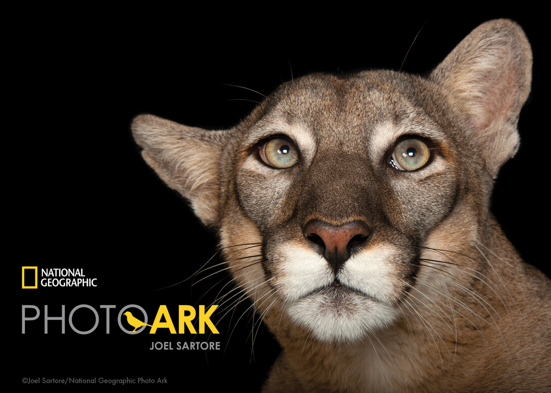 A Florida panther (Puma concolor coryi)