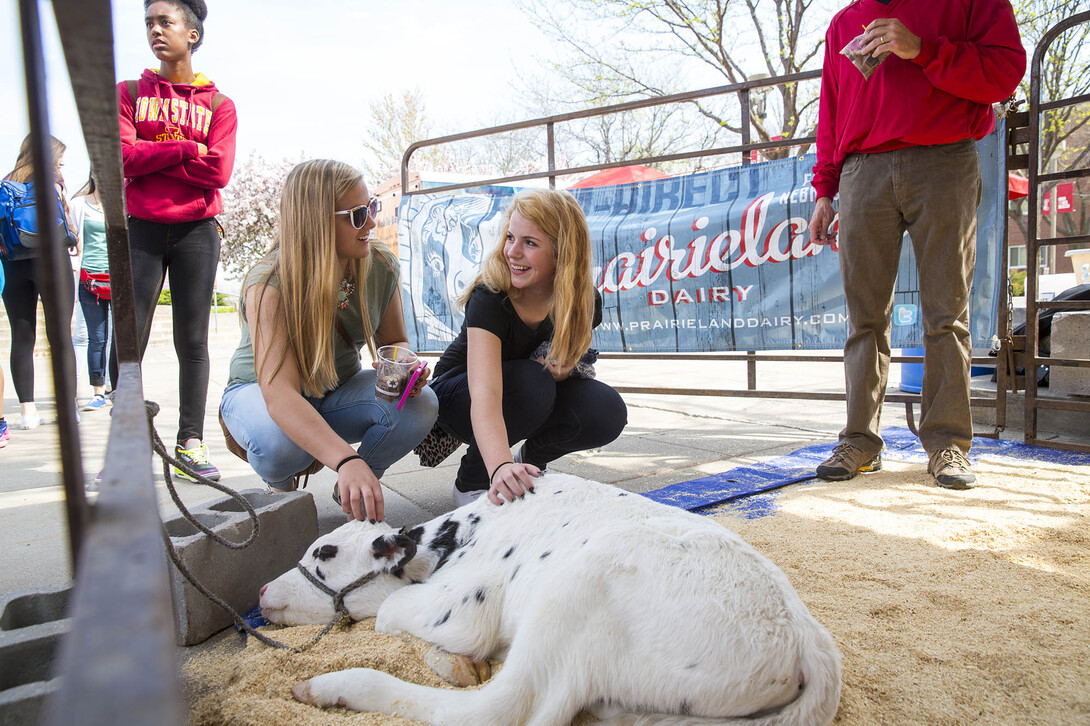 Students pet a 4-day-old milk calf brought to campus by Prairieland Dairy during Husker Food Connection in April 2015. The annual event will be from 10 a.m. to 2 p.m. April 21 at the Nebraska Union Plaza on City Campus.