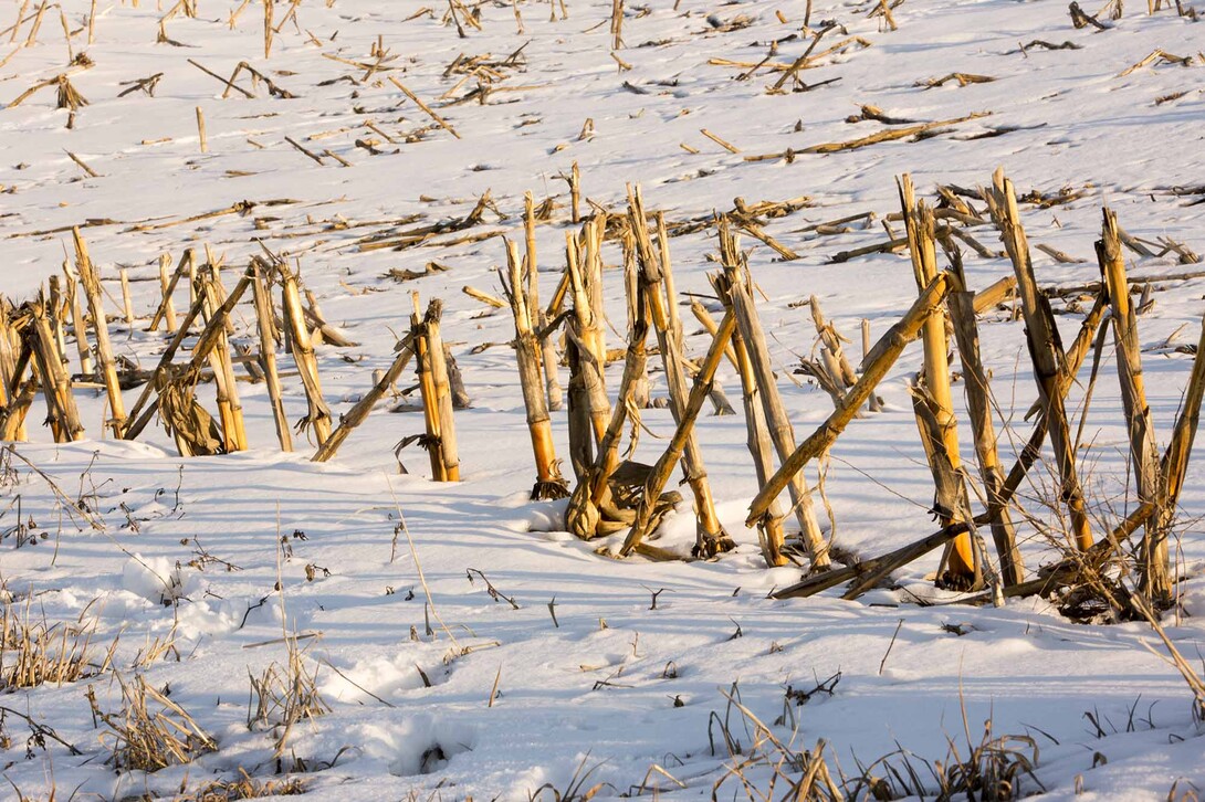 The May Sunday with a Scientist program will focus on the effects of cold and freezing temperatures on plants.