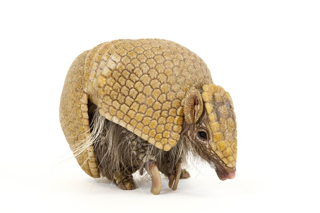 The "National Geographic Photo Ark" by Joel Sartore, on display in Morrill Hall, includes this photo of a southern three-banded armadillo (Tolypeutes matacus).