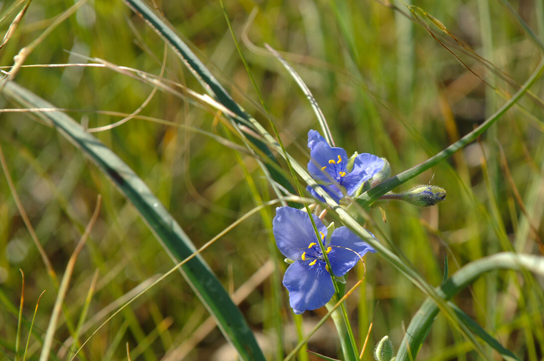 Grants recently awarded to UNL researchers will examine auction policies for Conservation Reserve Program land and the effectiveness of empathetic messaging in conservation stewardship program participation.