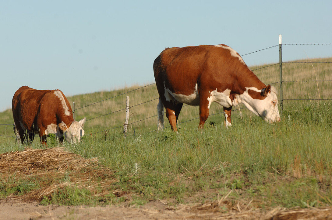 Cattle producers are urged to take precautions to minimize the heat stress placed on cattle.