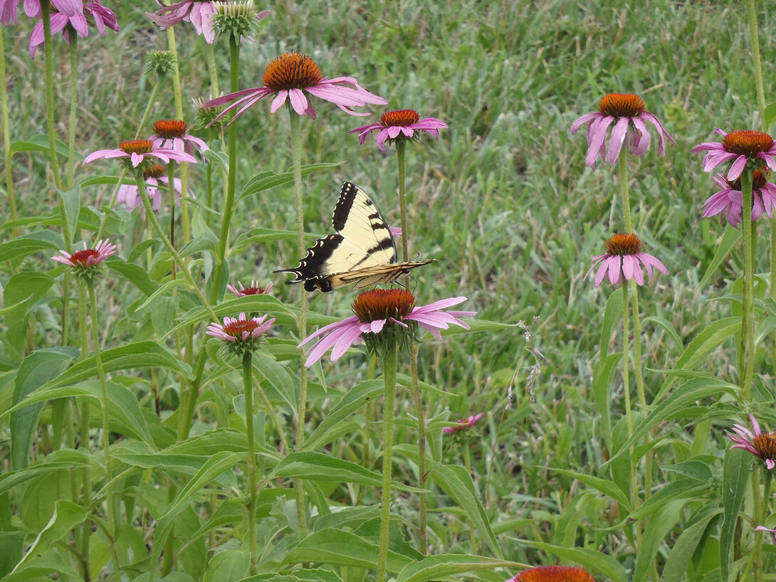 The BugMasters volunteer program will cover topics such as insect basics, pollinators, pests and how to teach insect programs.