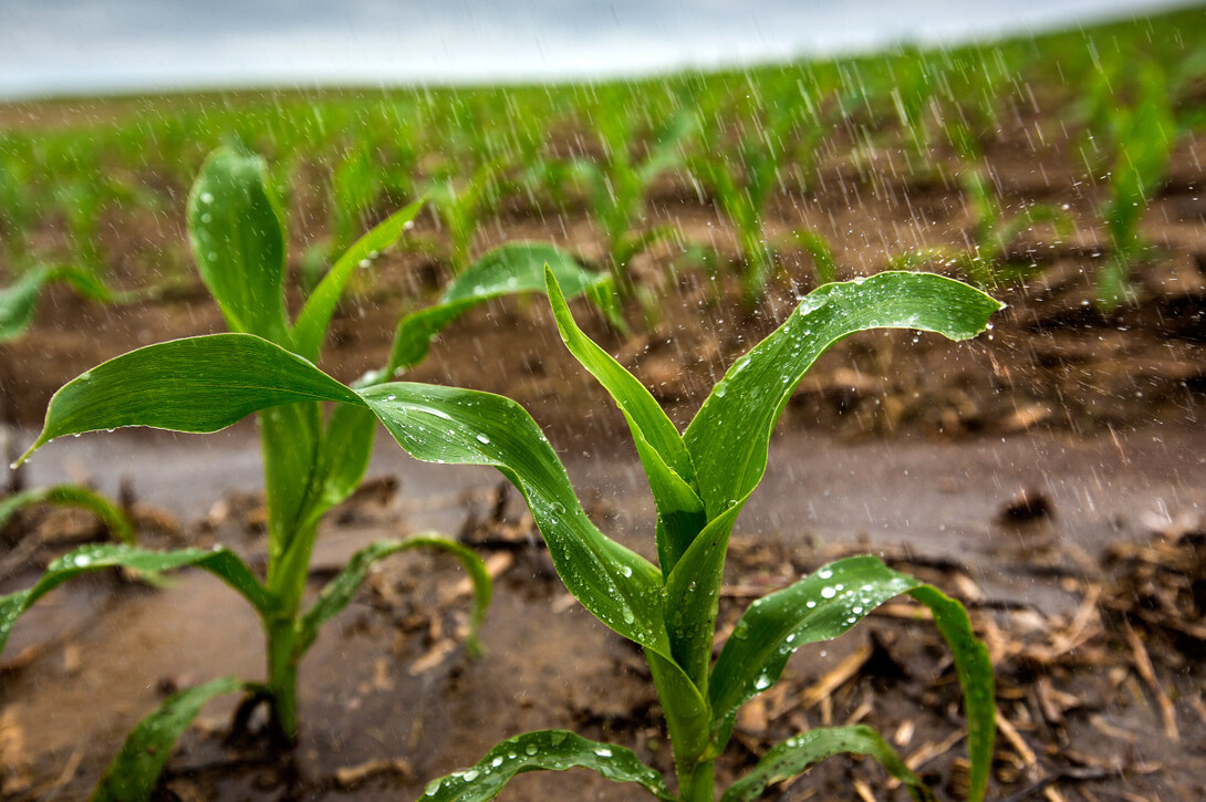 The University of Nebraska State Museum's June Sunday with a Scientist program will look at how fresh water is used for agriculture.