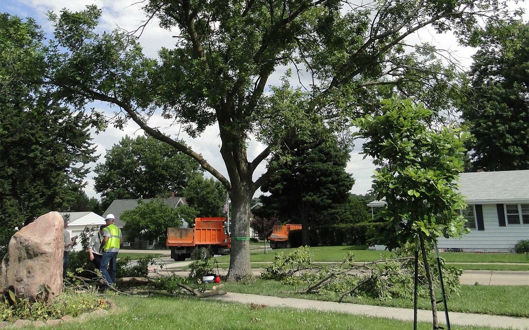 The Nebraska Department of Agriculture announced June 8 that emerald ash borer, the highly invasive insect that attacks and kills all species of North American ash trees, was discovered in this tree during a site inspection in Omaha's Pulaski Park.