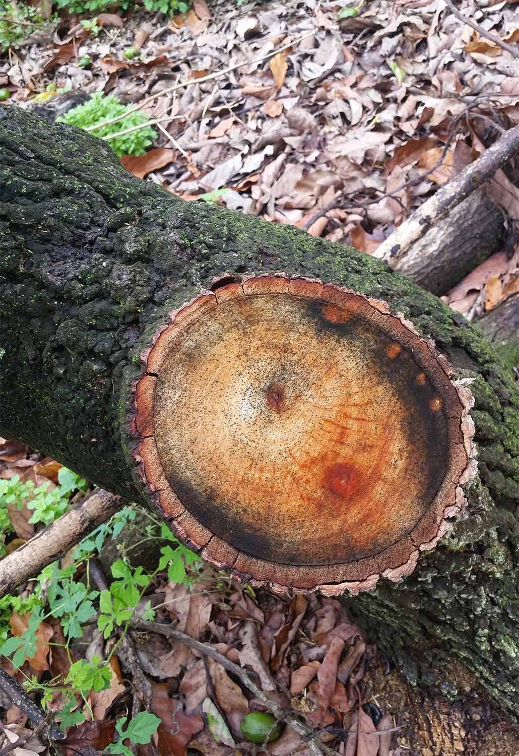 The darkened xylem channels of an avocado tree in Miami-Dade County, Florida, can be seen after the tree is cut down. An infestation of redbay ambrosia beetles has killed 500 million avocado trees in the southeastern United States, and UNL chemical engineers are working on ways to speed up early detection of the beetles.