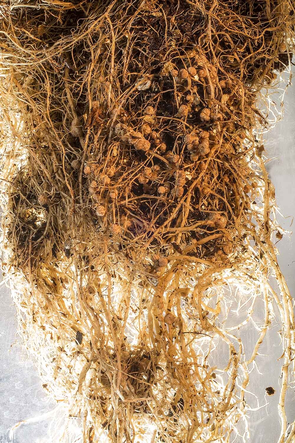 Soybean roots