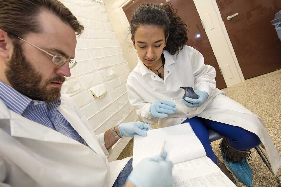 Jeffrey Stevens, assistant professor of psychology at UNL, and student Anna Rodriguez study pinion jays and their ability to bond in groups during a UCARE research project. More than 300 UNL students have earned UCARE stipends to participate in research with a faculty member during the 2016-17 school year.