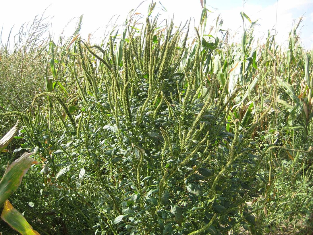 The field day July 12 near Shickley will focus on management of herbicide-resistant Palmer amaranth.