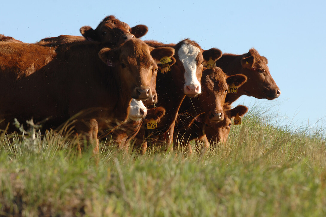 The 16th annual Nebraska Grazing Conference will be Aug. 9-10 at the Kearney Ramada Inn, 301 Second Ave.