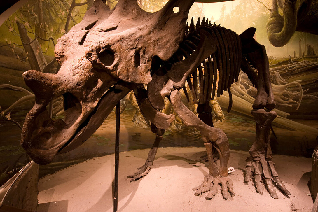 A chasmosaurus is on display at Morrill Hall. Visitors will be able to learn about paleontology at a National Fossil Day celebration Oct. 6 at the museum.