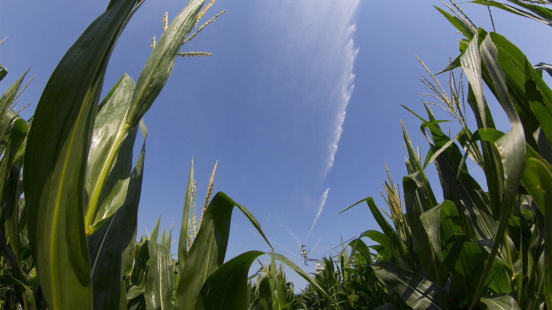 Nebraska Extension will host crop production clinics across the state from Jan. 4-20.