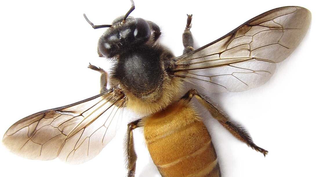 Morrill Hall's January Sunday with a Scientist program will look at insects commonly found in people's yards.