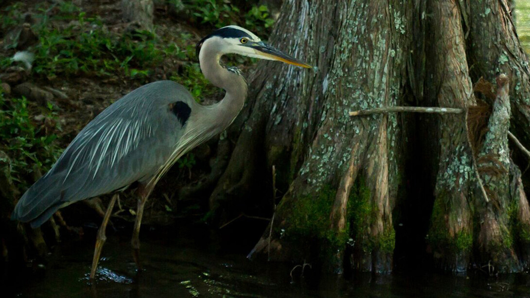 The May Sunday with a Scientist program at Morrill Hall will focus on migratory birds.