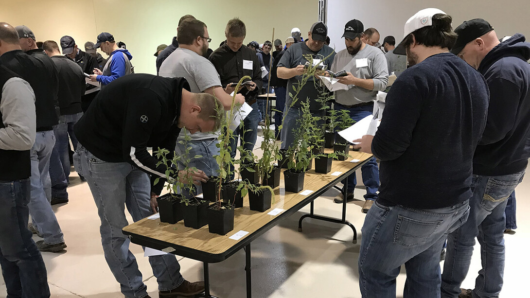 Crop Scout Training participants identify weeds during the 2018 Nebraska Extension course. The March 5 event is for pest managers, while a May 8 training course is for entry-level scouts.