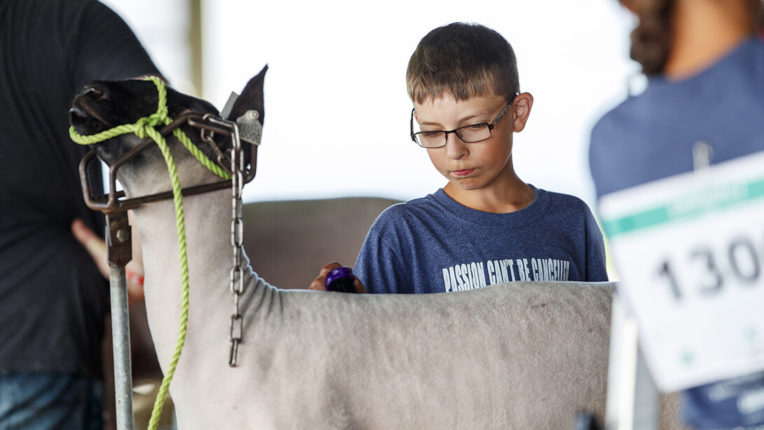 Drew Sanne brushes his sheep's coat July 10 during the Platte County Fair in Columbus.