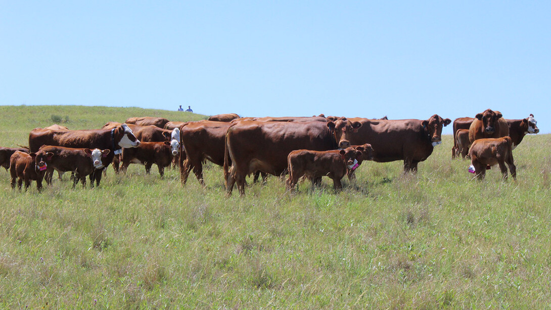 University of Nebraska–Lincoln researchers are using collars fitted with GPS and accelerometers to track the movements and behavioral patterns of beef cattle and how they link to efficient beef production systems.