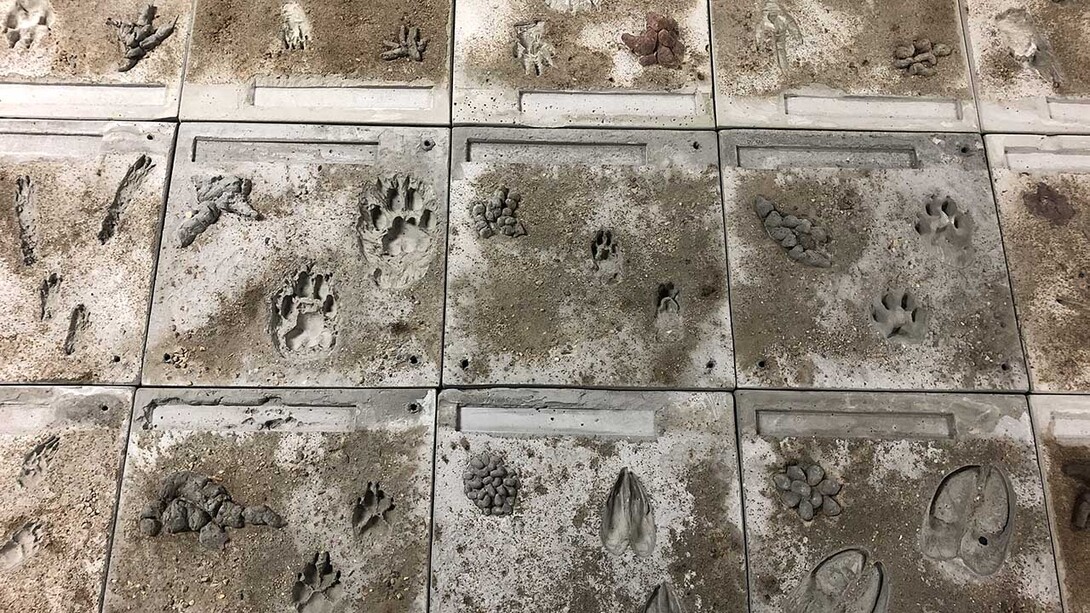 A 35-foot hopscotch game in the third floor hallway of Morrill Hall will be a highlight of the “Poop & Paws” exhibit. Tiles were molded from cement, with silicone imprints used to make tracks and poop piles hand crafted in a separate step.